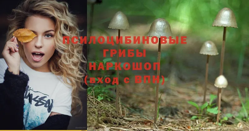 наркотики  ОМГ ОМГ зеркало  Галлюциногенные грибы Psilocybe  Малаховка 