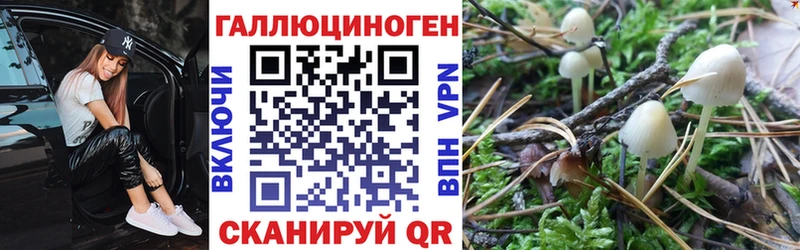 Галлюциногенные грибы Psilocybe Малаховка